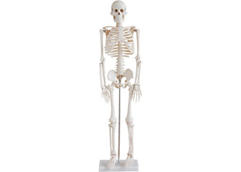 Skeleton 85cm