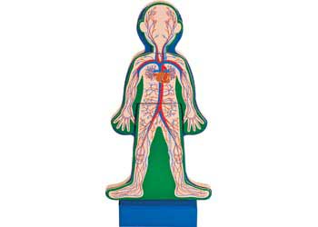 melissa and doug human anatomy