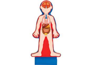 melissa and doug human anatomy