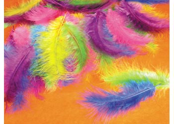 Short Feathers- Pack of 50