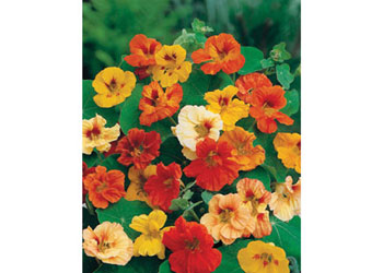 Nasturtium Flower Seeds -Jewel Mixed 35 Seeds