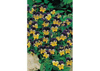 Heartsease Johnny Jump Flower Seeds 150 Seeds