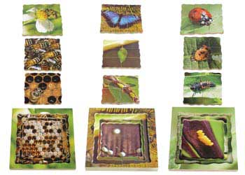 Insect Life Cycles Layered Puzzle Set Of 3 Kesco Nz Catalogue