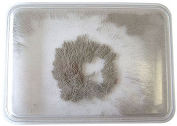 Iron Filings Case – 9.5 x 7cm plastic each