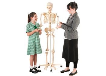 Human Anatomy & Skeleton Class Pack