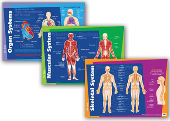 Human Anatomy & Skeleton Class Pack