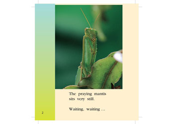 The Praying Mantis - MTA Catalogue