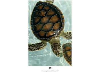 Marine Animals - MTA Catalogue