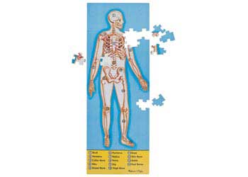 Human Anatomy - Science