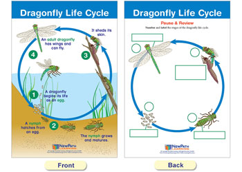 Life Cycles Bulletin Board Chart Set of 8, Y1-3 - MTA Catalogue