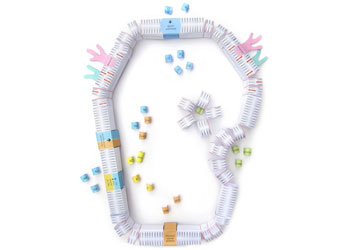 Cell Membranes Model Making Kit