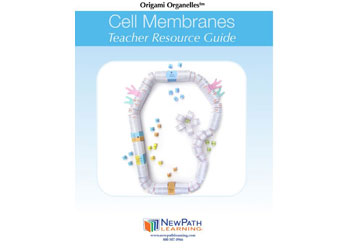 Cell Membranes Model Making Kit