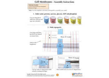 Cell Membranes Model Making Kit