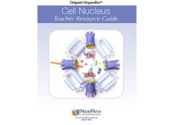 Cell Nucleus Model Making Kit