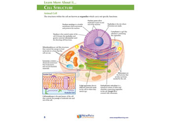 Cell Nucleus Model Making Kit