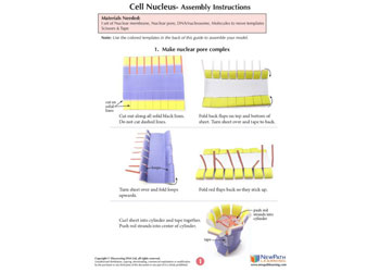 Cell Nucleus Model Making Kit