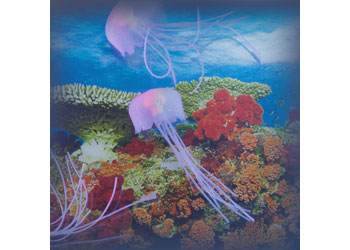 Jelly Fish Tank Large + Adaptor