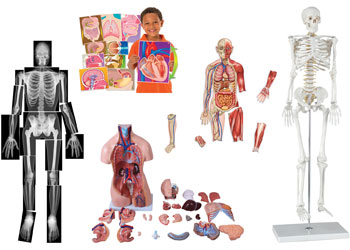 3d Human Body Anatomical Model Removable Skeleton Organs 58 Off