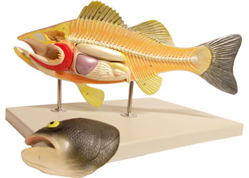 Dissectible Fish Model – 5 Parts