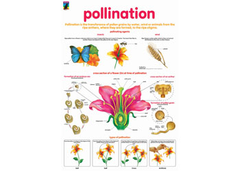 Pollinator Chart