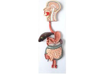 Model – Digestive System, Human - MTA Catalogue