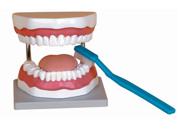 Model – Teeth Care, with Large Tooth Brush - MTA Catalogue