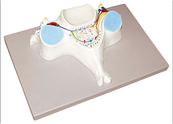 Model – Vertebrae Cervical – 7x Enlarged - MTA Catalogue