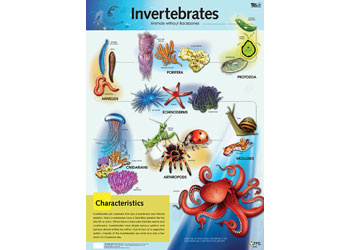 Invertebrates Poster – × - MTA Catalogue