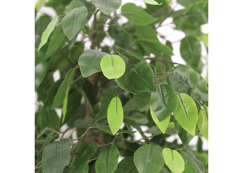 Ficus Artificial Plant – 90 cm