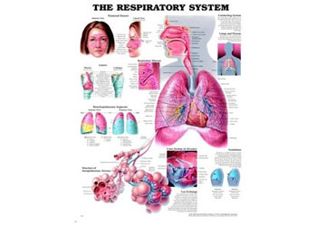 Laminated Chart – Respiratory System - MTA Catalogue