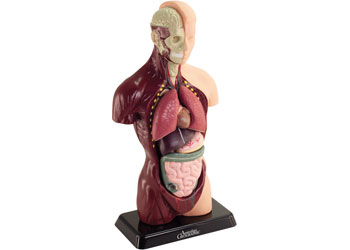 AusGeo - Human Anatomy Model 27cm 8 pieces