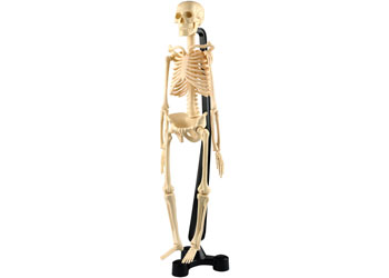 AusGeo - Mini-Skeleton 46cm