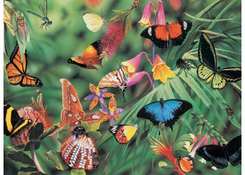 BOpal - Wild Aust Butterflies & Beetles 100pc