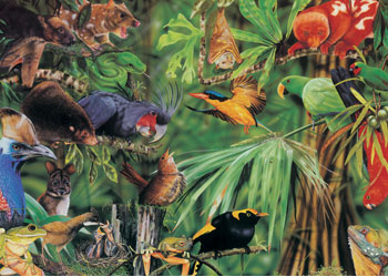 BOpal - Fleming Magical Rainforest 1000pc
