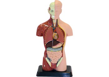 Human Anatomy Model – 27cm – 8 Pieces