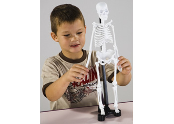 Mini Skeleton – 46cm