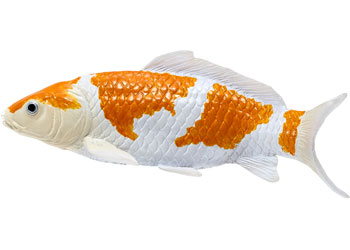 Mojo - Koi Carp - Ochiba Shigure Koi 2025                                                 