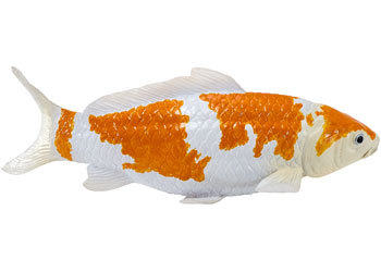 Mojo - Koi Carp - Ochiba Shigure Koi 2025                                                 