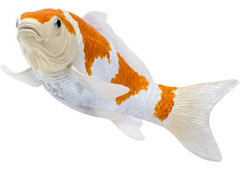 Mojo - Koi Carp - Ochiba Shigure Koi 2025                                                 