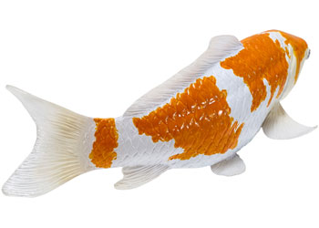 Mojo - Koi Carp - Ochiba Shigure Koi 2025                                                 