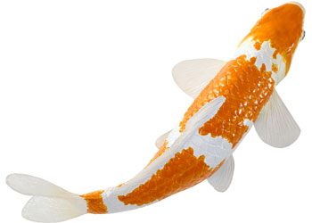 Mojo - Koi Carp - Ochiba Shigure Koi 2025                                                 