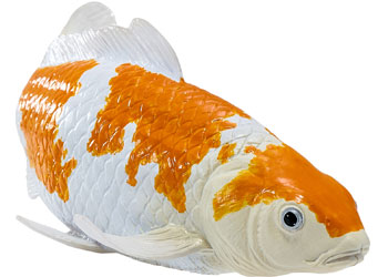 Mojo - Koi Carp - Ochiba Shigure Koi 2025                                                 