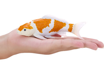 Mojo - Koi Carp - Ochiba Shigure Koi 2025                                                 