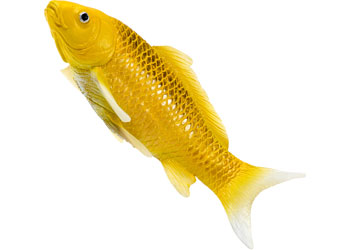 Mojo - Koi Carp - Kin Matsuba Koi (Gold) 2025                                             