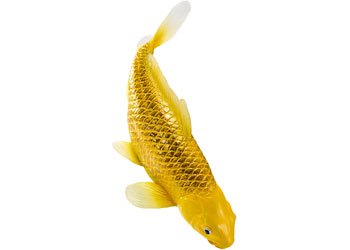 Mojo - Koi Carp - Kin Matsuba Koi (Gold) 2025                                             