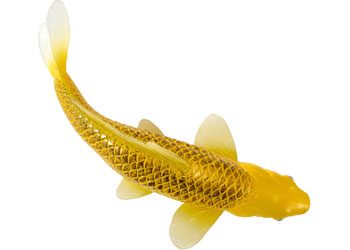 Mojo - Koi Carp - Kin Matsuba Koi (Gold) 2025                                             