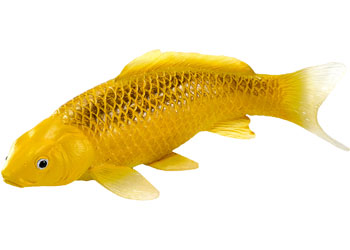 Mojo - Koi Carp - Kin Matsuba Koi (Gold) 2025                                             