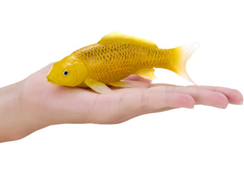 Mojo - Koi Carp - Kin Matsuba Koi (Gold) 2025                                             