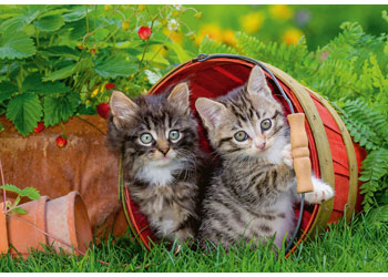 Ravensburger - Kitten Adventures Puzzle 2x12pc