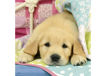 Ravensburger - Cute Puppy Dogs Puzzle 3x49pc